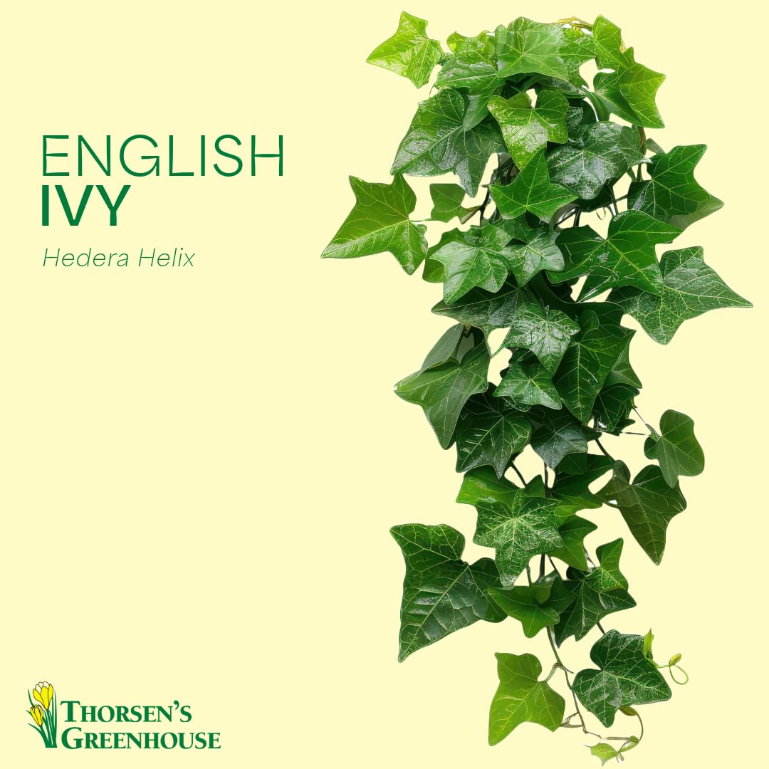 Thorsen's Greenhouse Green English Ivy Plant, Hedera Helix, Trailing Plant, Live Indoor Plant, 4" Diameter Pot, Black Hanging Pot