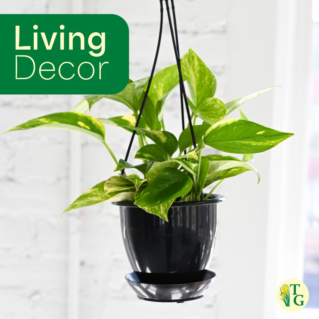 Thorsen's Greenhouse Golden Pothos, Live Indoor Vining Plant, Easy to Grow, Variegated Houseplant, Natural Air Purifier (Sage, 4-inch Pot)