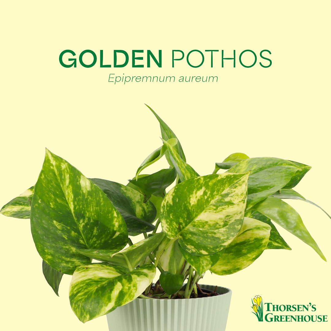 Thorsen's Greenhouse Golden Pothos, Live Indoor Vining Plant, Easy to Grow, Variegated Houseplant, Natural Air Purifier (Sage, 4-inch Pot)