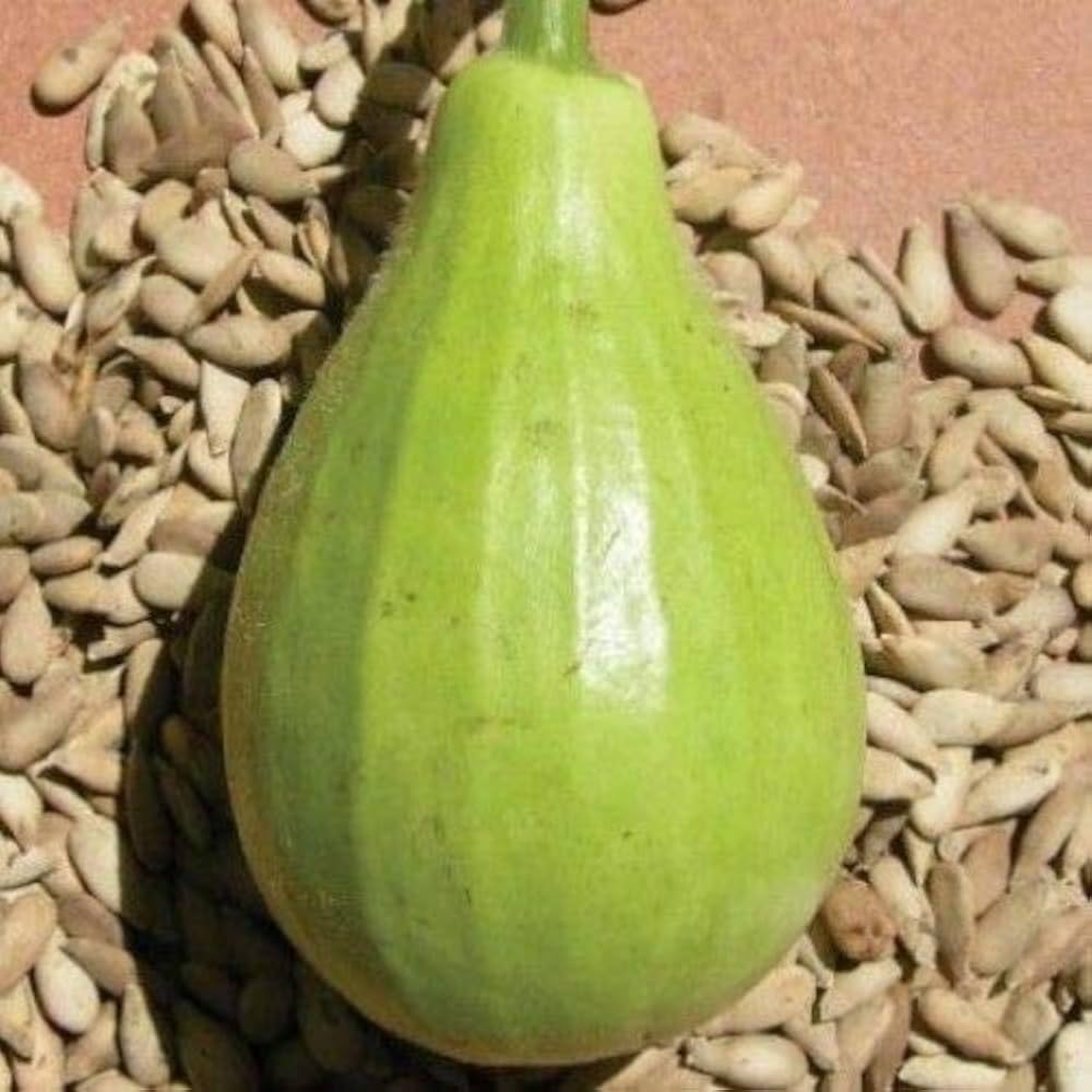 Indian Round Bottle Gourd Seeds for Planting, Easy to Grow Vegetable Seeds for Home Garden, Terrace Gardening, Balcony Planters, and Outdoor Growing (Pack of 25)