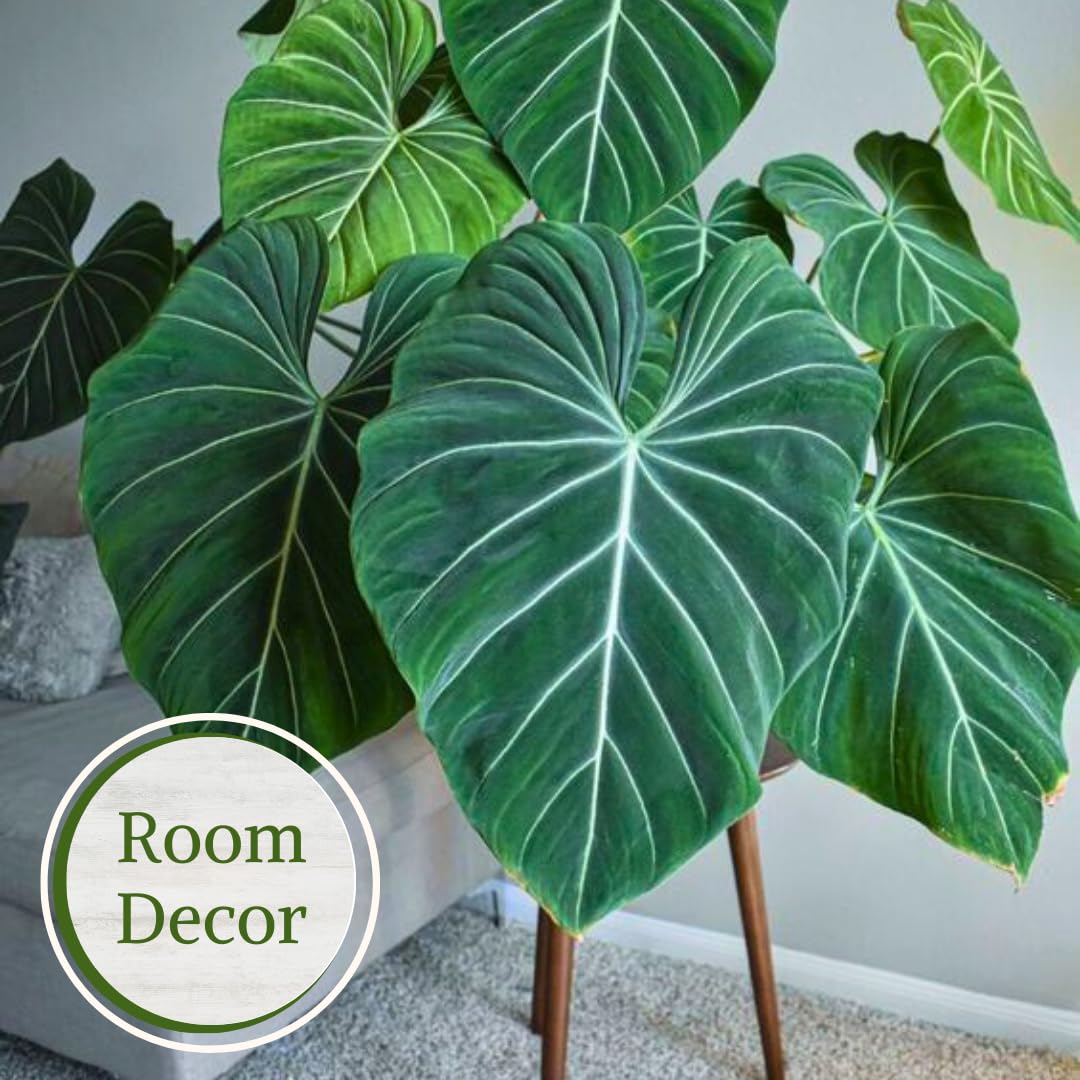 Philodendron Plant Live Exclusive Collection (4-Pack) – Rare Birkin, Gloriosum, Pink Princess & White Wizard in 2" Pot; Easy Care Indoor Plants Live Houseplants Decor for Home/Office/Garden