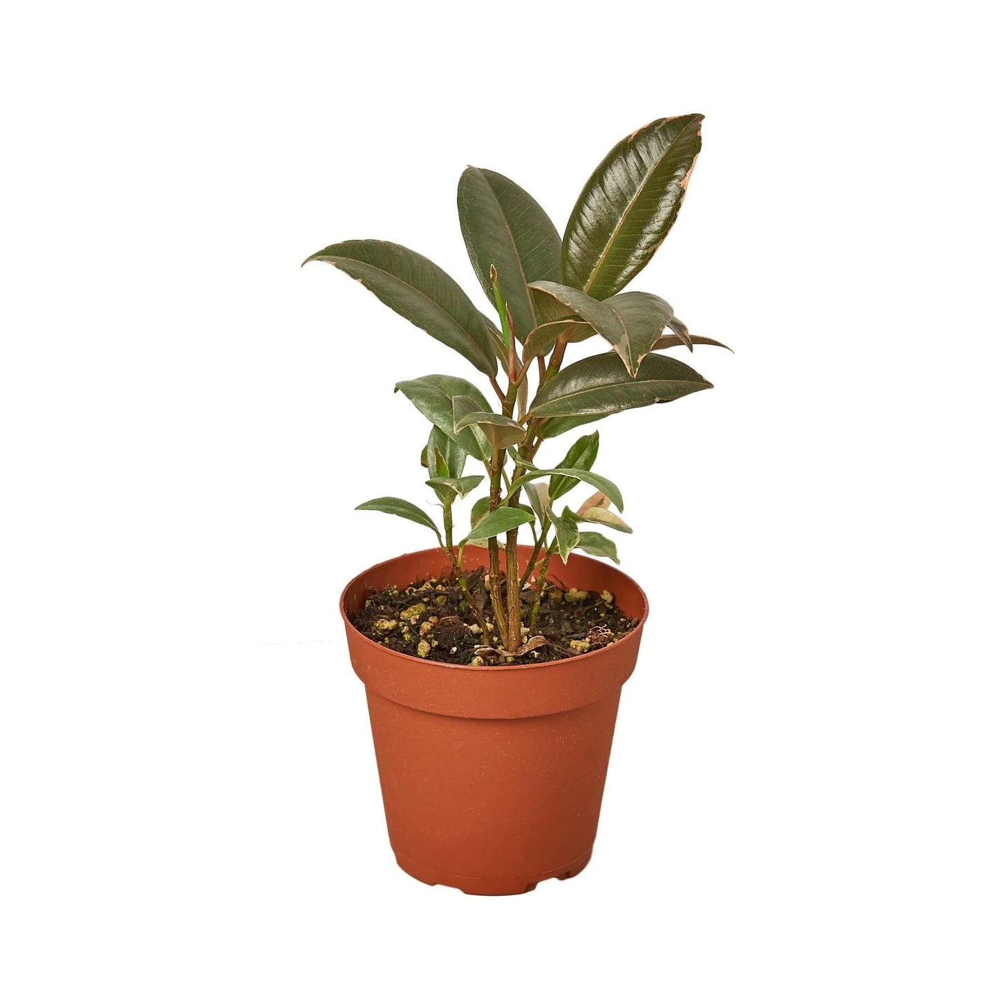 Ficus Elastica 'Tineke' in 4in Pot - Live Plants Tropical Houseplants | Variegated | USA Growers | The Snobby Leaf