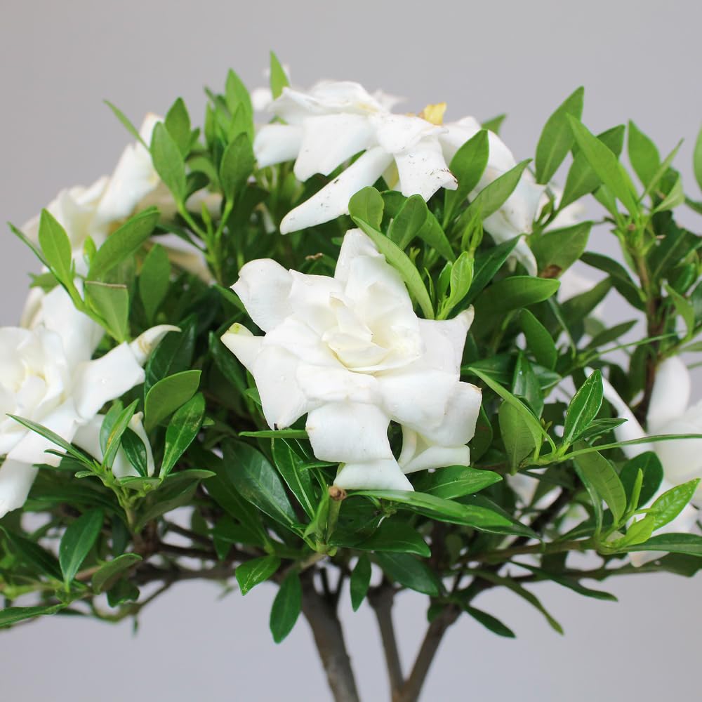 Brussel's Bonsai - Live Gardenia Bonsai Tree, Outdoor Bonsai Plant in Grower Pot, 4 Years Old, 6-8 Inches Tall, Easy Care Flowering Plant for Patio or Garden (Small)