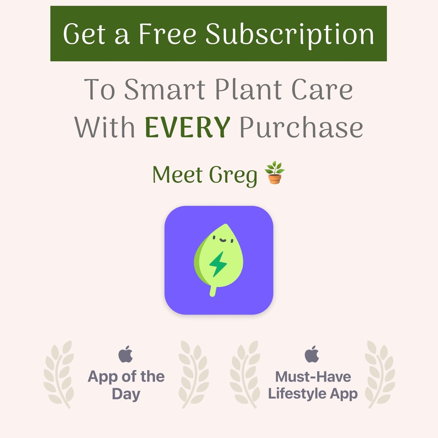 American Plant Exchange Snake Plant Bundle – Medium 6-Inch Pot Sansevieria Laurentii & Zeylanica, Low-Maintenance, Air-Purifying Live Houseplants for Home, Office, or Outdoor Garden Décor