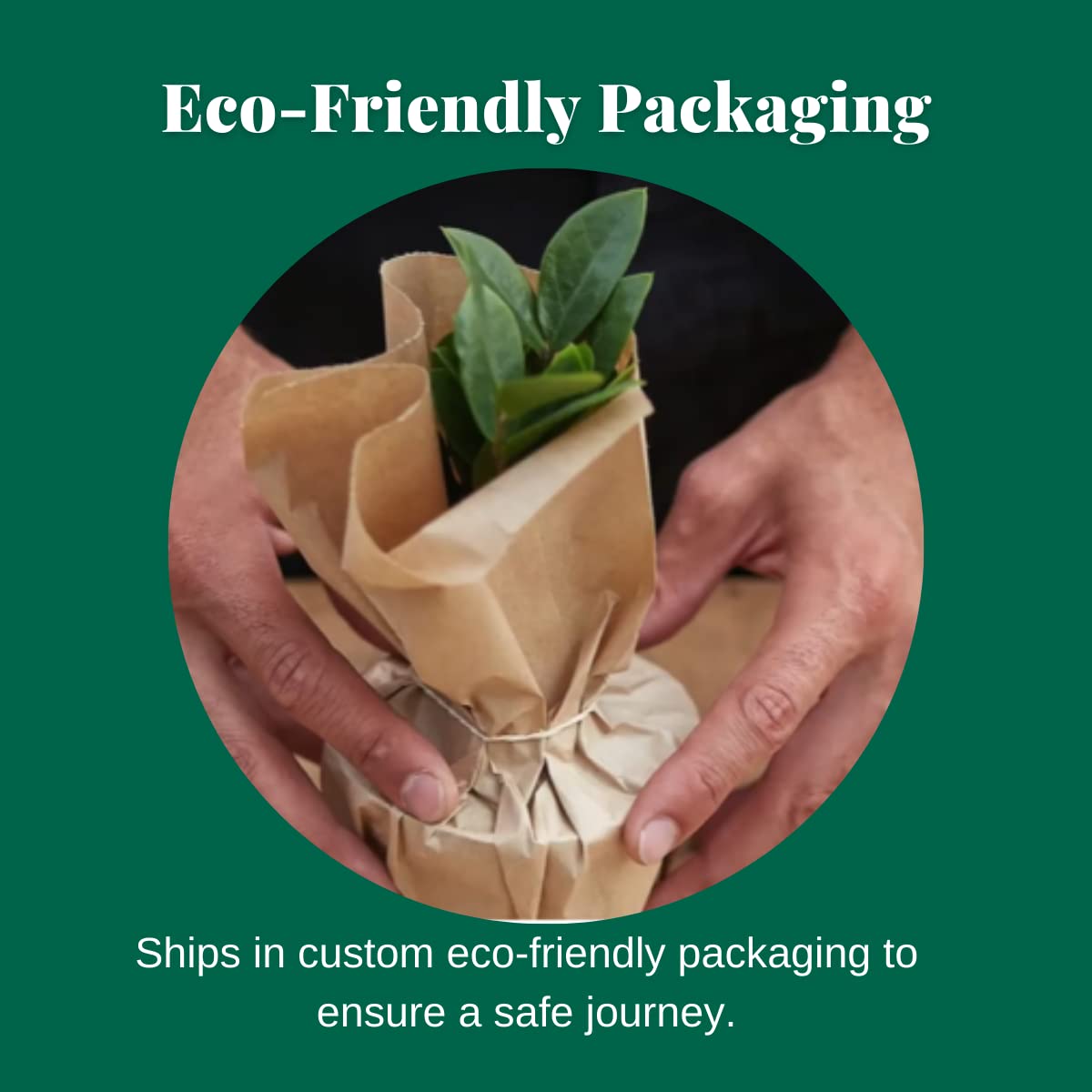 House Plant Shop | Fern 'Rabbit's Foot' - 4" Pot | Live Indoor Plant | Easy to Care | Natural Décor Plant | Great Gifts| Free Care Guide