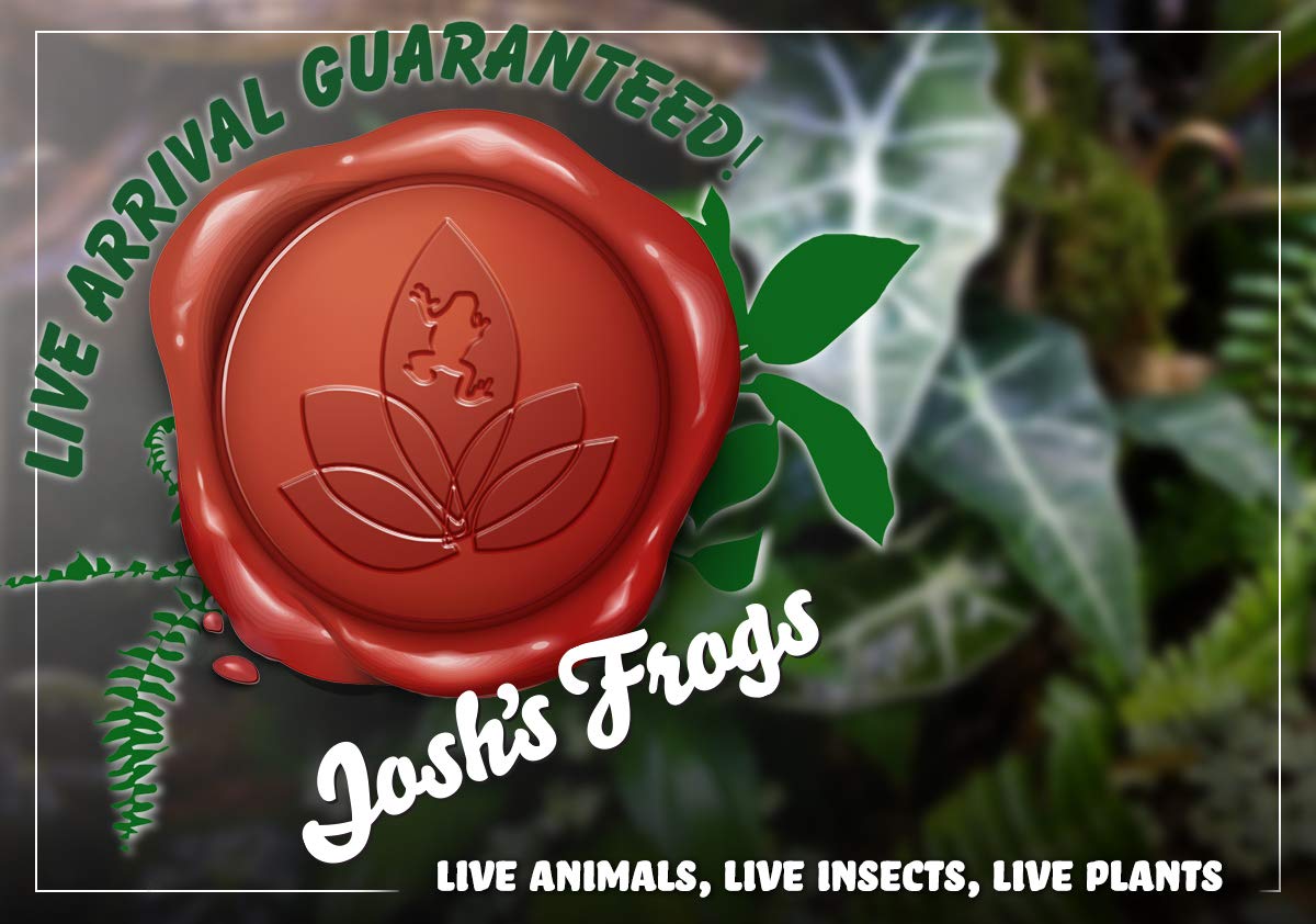 Josh's Frogs Calathea Prayer Plants (Rattlesnake)