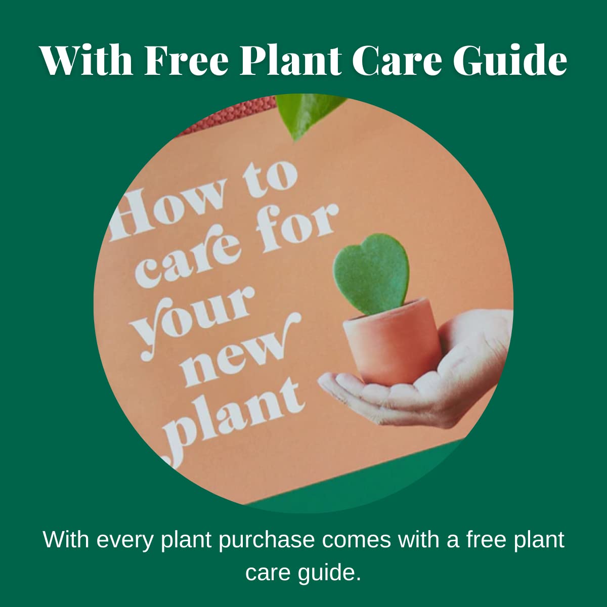 HOUSE PLANT SHOP | Pet Friendly Bundle - 4" Pot | Live Indoor Plant | Easy to Care | Natural Décor Plant | Great Gifts | Free Care Guide