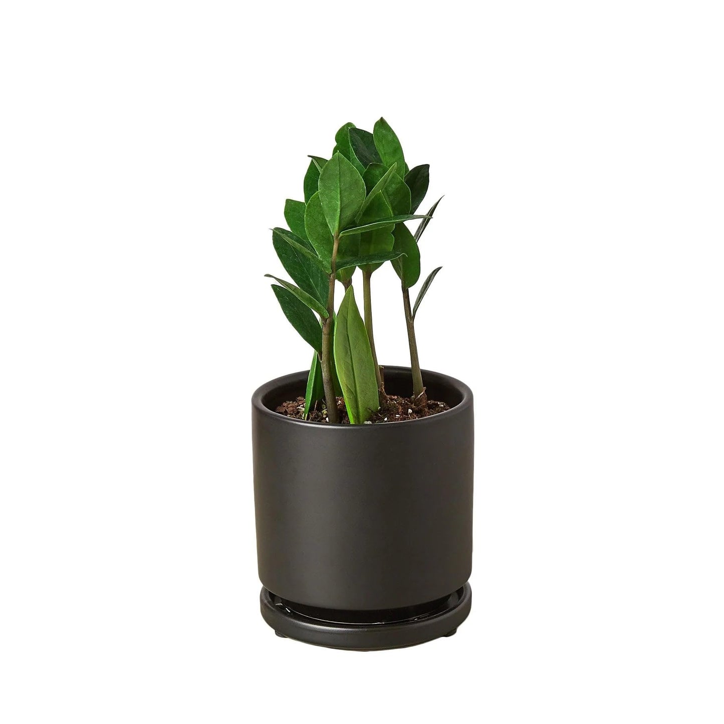 8 Pack Zamioculcas Zamiifolia ZZ in 4in Pot - Live Plants Tropical Houseplants | Variegated | USA Growers | The Snobby Leaf