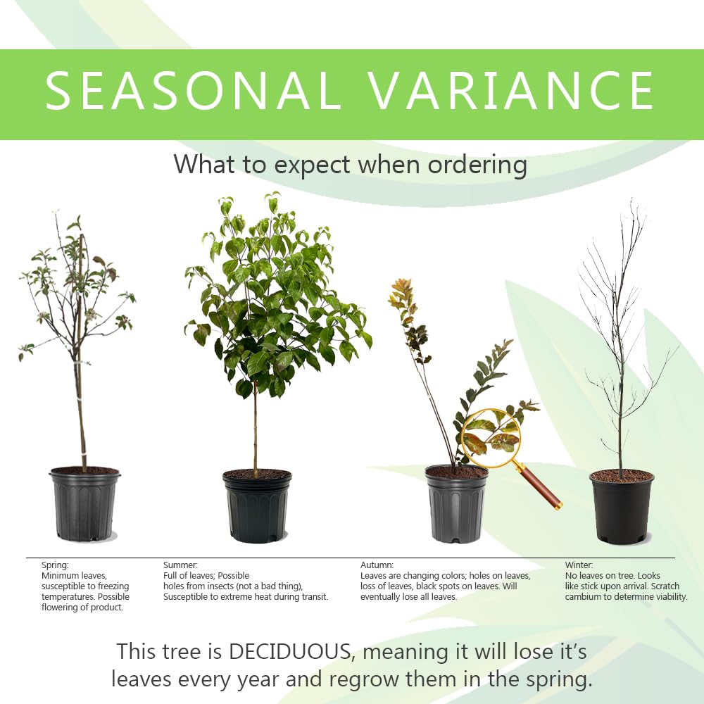 June Red Peach Tree, Self-Pollinating, Pink Flowering, Deciduous, 1 gal Nursery Pot, 1-2 ft Tree Height (Due to Agricultural Laws, we Cannot Ship to CA, AZ, AK, or HI), 2 Trees