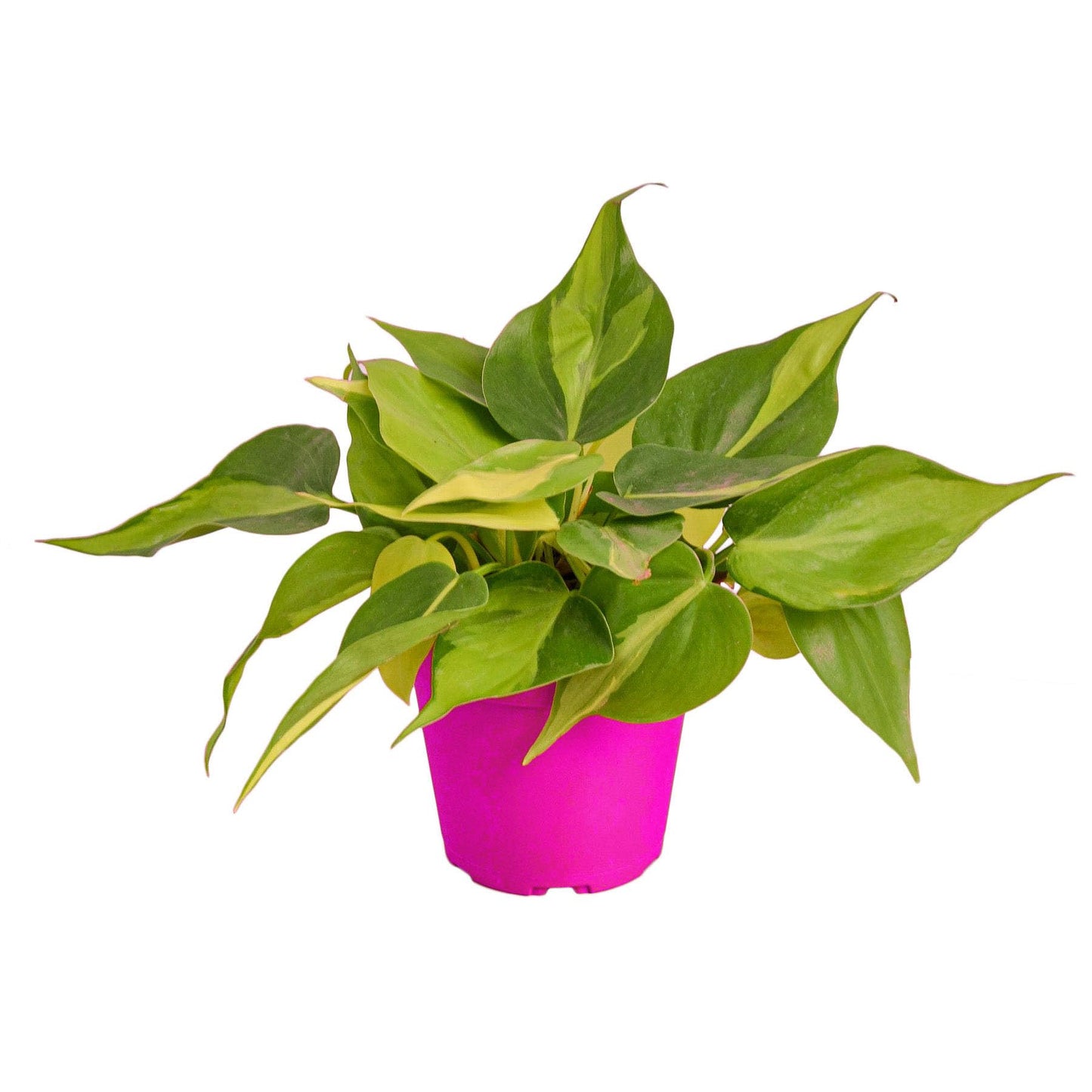 Philodendron 'Brasil' in 4in Pot - Live Tropical Houseplant - Easy to Grow | Air Purifying | Variegated | USA Growers | The Snobby Leaf