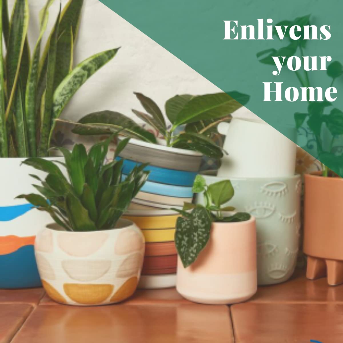 House Plant Shop | Calathea 'Beauty Star' - 4" Pot | Live Indoor Plant | Easy to Care | Natural Décor Plant | Great Gifts| Free Care Guide