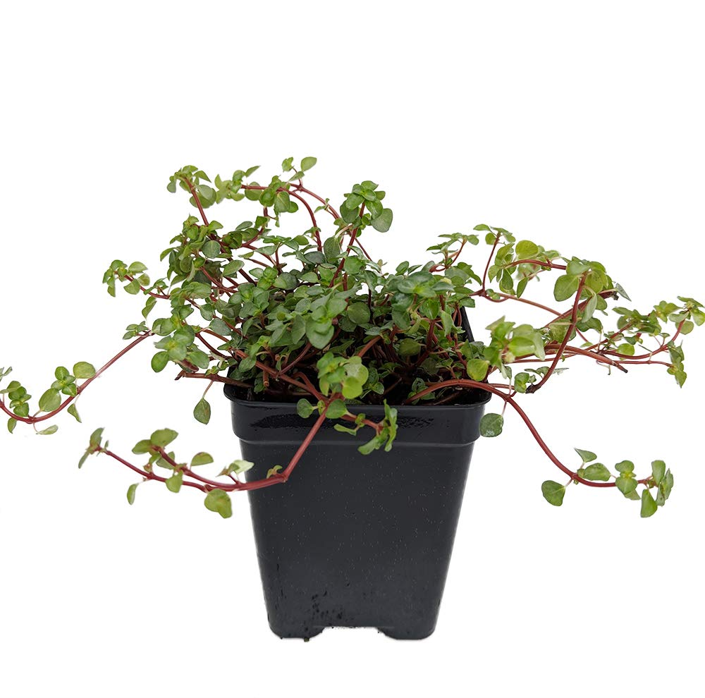Blue Angel Trailing Pilea - Houseplant/Terrarium/Fairy Garden - 2.5" Pot