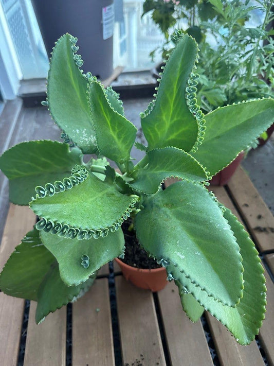 5 Seedling with Roots of Mexican Hat Plant, Kalanchoe, Mother of Thousands-Kalanchoe Daigremontiana-Mexican Hat Live Plant