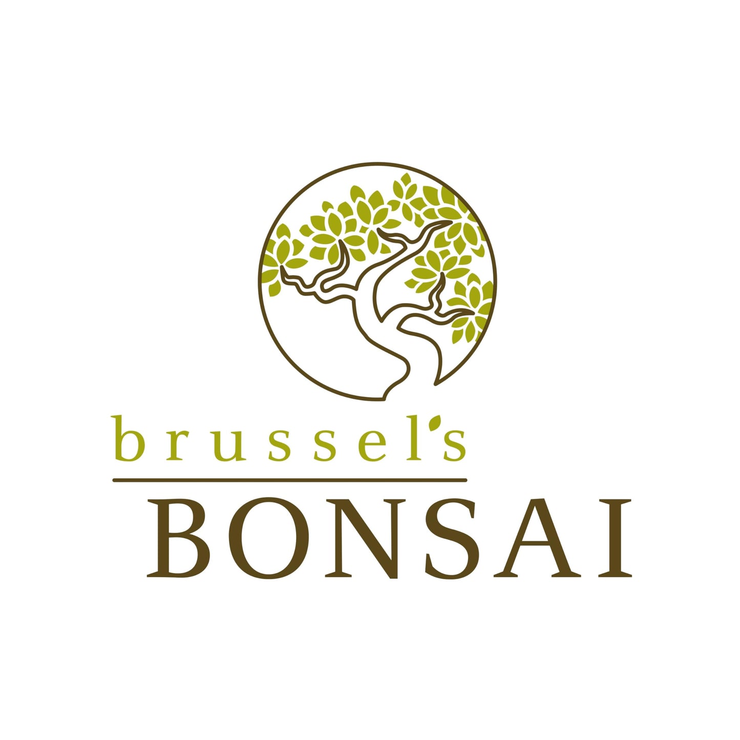 Brussel's Bonsai Live Dwarf Blueberry Bonsai Tree - Small, 4 Years, 6 to 8 Inches Tall - Outdoor Live Bonsai Tree with Ceramic Pot and Bonsai Tray