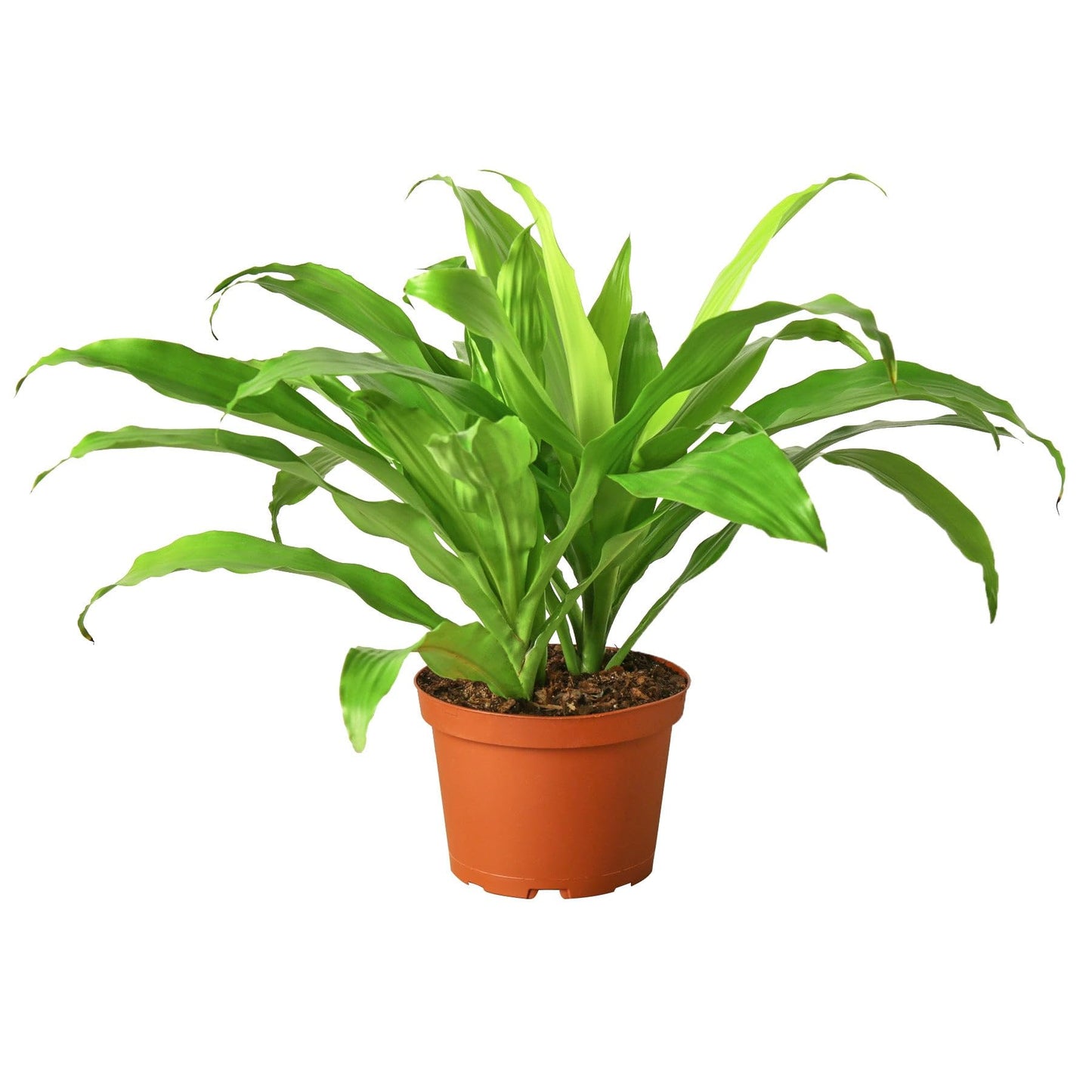 Dracaena 'Lime Light' in 6in Pot - Live Plants Tropical Houseplants | Variegated | USA Growers | The Snobby Leaf