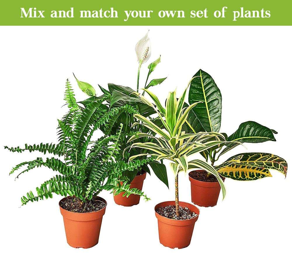 Syngonium wendlandii Black Velvet Live Plant for Indoor | Different Houseplants in 4'' & 6'' Pot | Real House Plant for Living Room, Office, Desk & Bathroom | Black Velvet