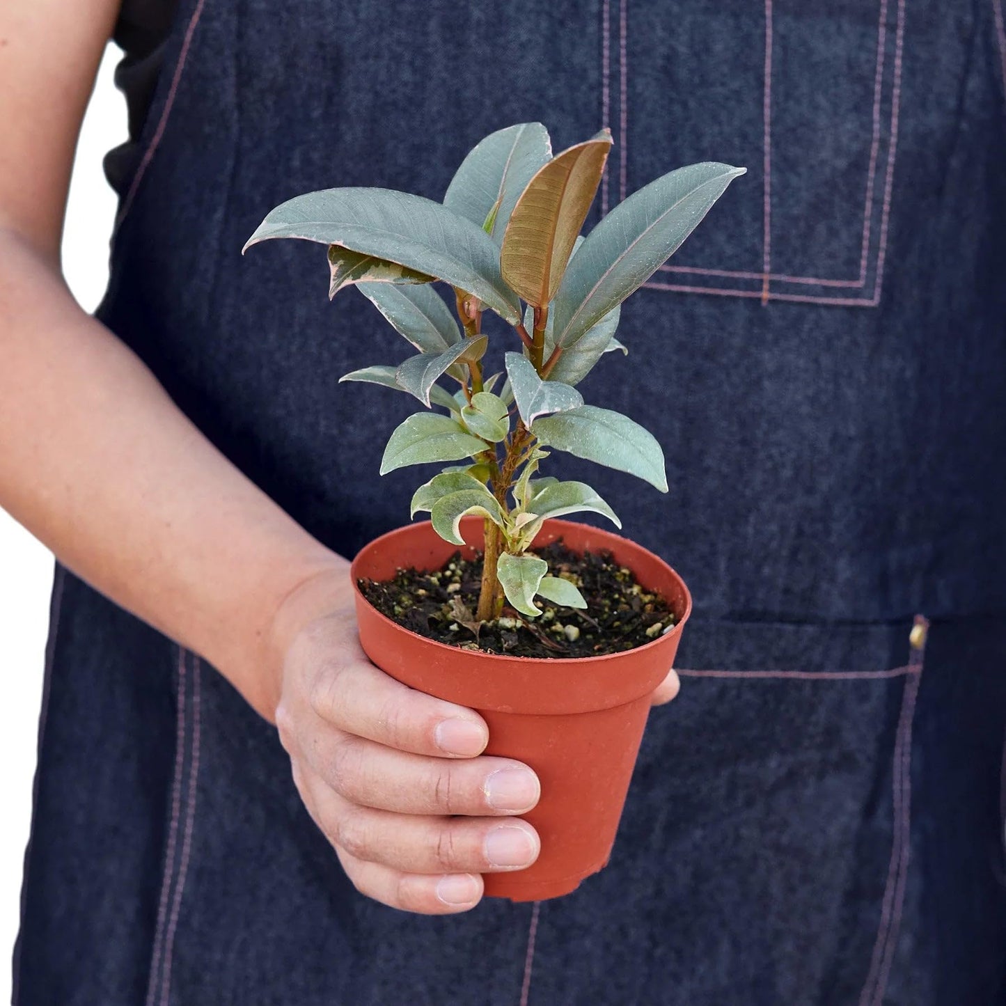 Ficus Elastica 'Tineke' in 4in Pot - Live Plants Tropical Houseplants | Variegated | USA Growers | The Snobby Leaf