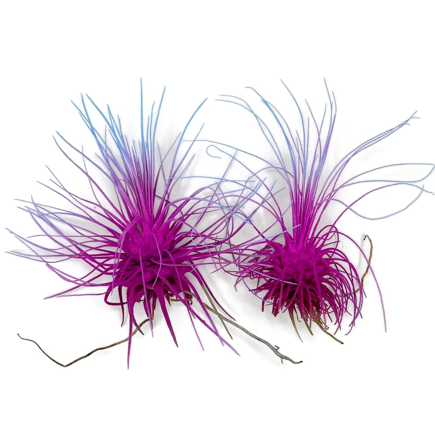 Thin Air Plant, Guatemala Tillandsia Live Airplant, Healthy Arrival Guaranteed, Great Indoor Plant, Home Decor & Gift (2 Rainbow #2)