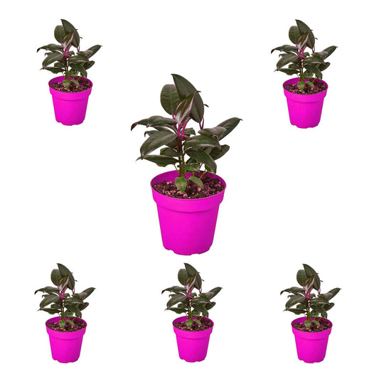 6 Pack Ficus Elastica 'Burgundy' in 6in Pot - Live Plants Tropical Houseplants | Variegated | USA Growers | The Snobby Leaf