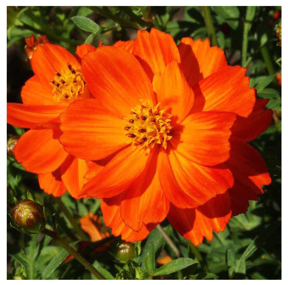 Red Crest Cosmos - Long Blooming Season