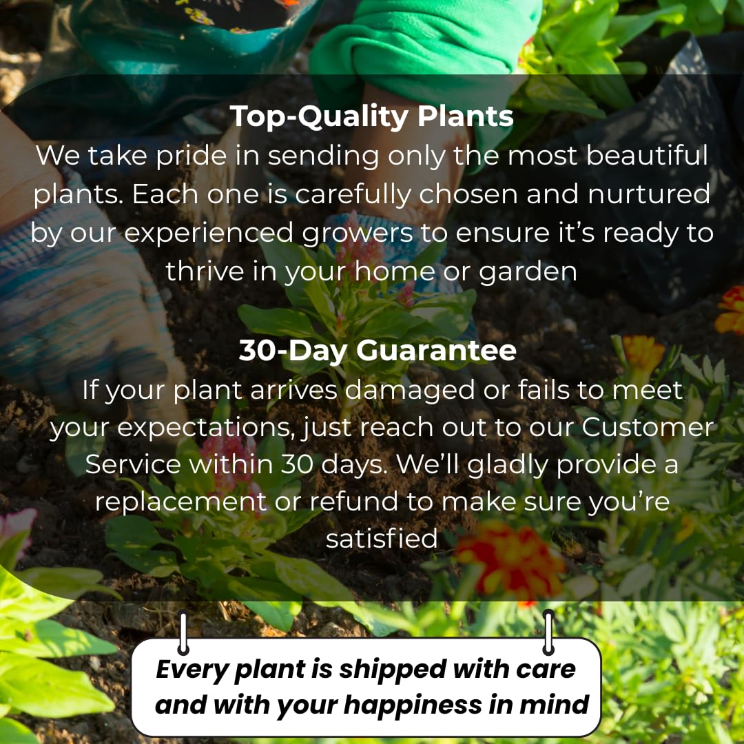 Sapodilla Tree Live Plant | Tropical Fruit Plant Outdoor | Alano Sapodilla Fruit Tree | 30-36 Inches Tall | Ready to Fruit Stage | 3 Gallon Pot | No Ship to CA,HI,AK