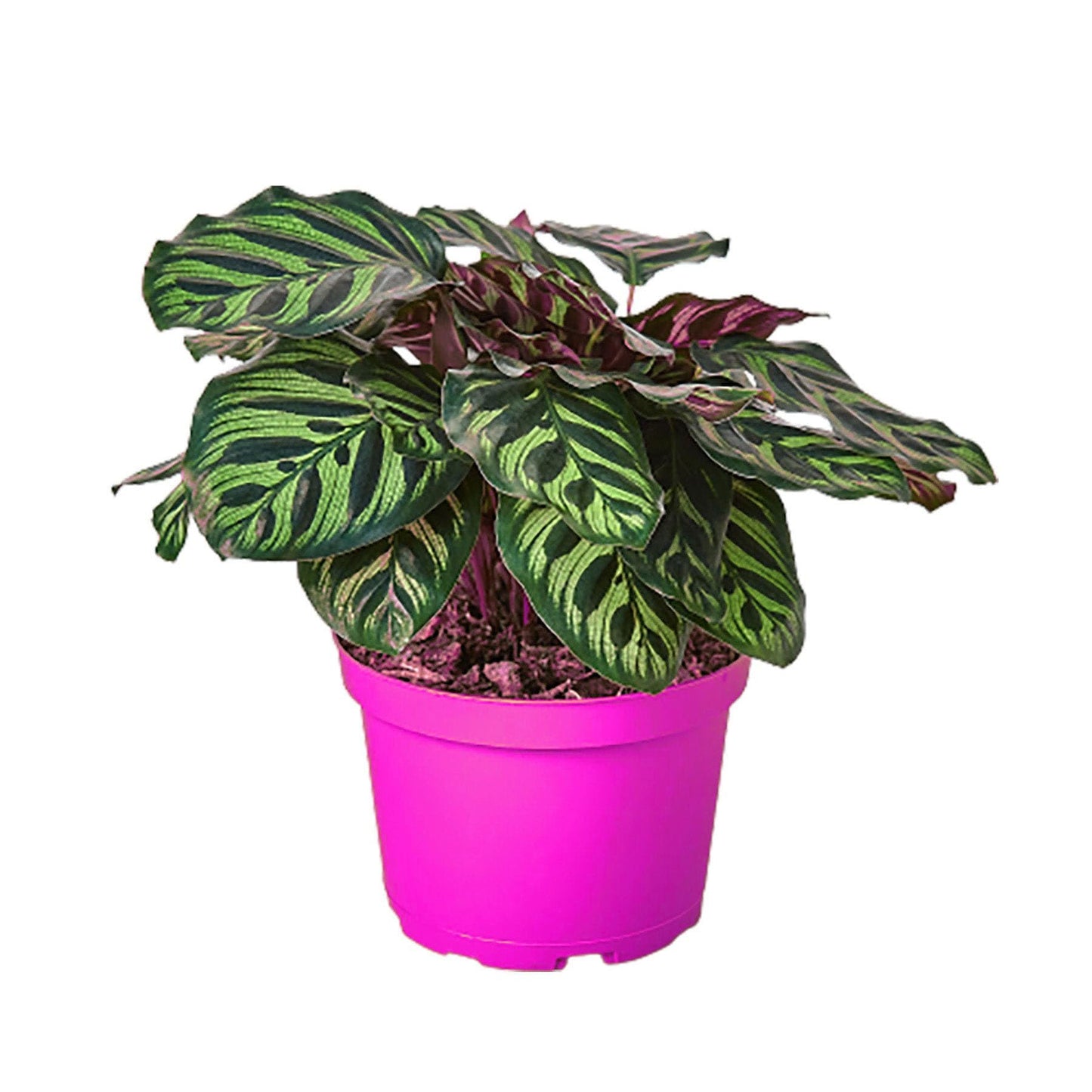 4 Pack Calathea 'Makoyana' in 6in Pot - Live Tropical Houseplant - Easy to Grow | Air Purifying | Pet Friendly | Variegated | USA Growers | The Snobby Leaf
