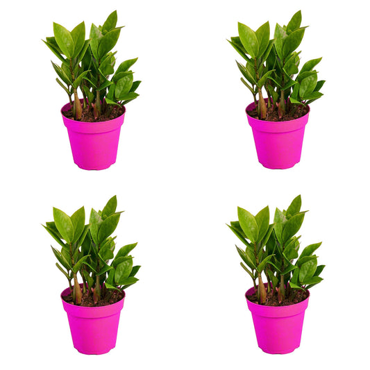 4 Pack Zamioculcas Zamiifolia ZZ in 4in Pot - Live Plants Tropical Houseplants | Variegated | USA Growers | The Snobby Leaf
