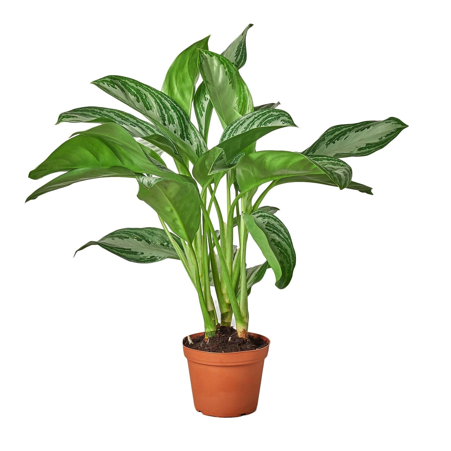 8 Pack Chinese Evergreen 'Silver Bay' - in 6in Pot - Live Plants Tropical Houseplants | Variegated | USA Growers | The Snobby Leaf