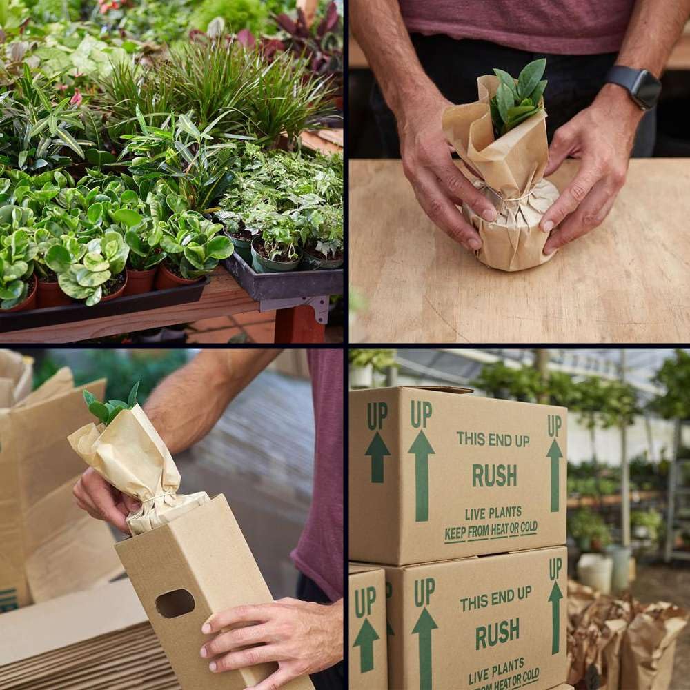 Philodendron Cordatum Heartleaf Live Plant for Indoor | Different Houseplants in 3'' Pot | Real House Plant for Living Room, Office, Desk & Bathroom | Philodendron cordatum