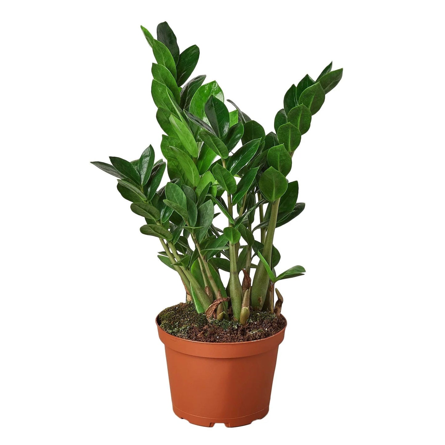 4 Pack Zamioculcas Zamiifolia ZZ in 4in Pot - Live Plants Tropical Houseplants | Variegated | USA Growers | The Snobby Leaf