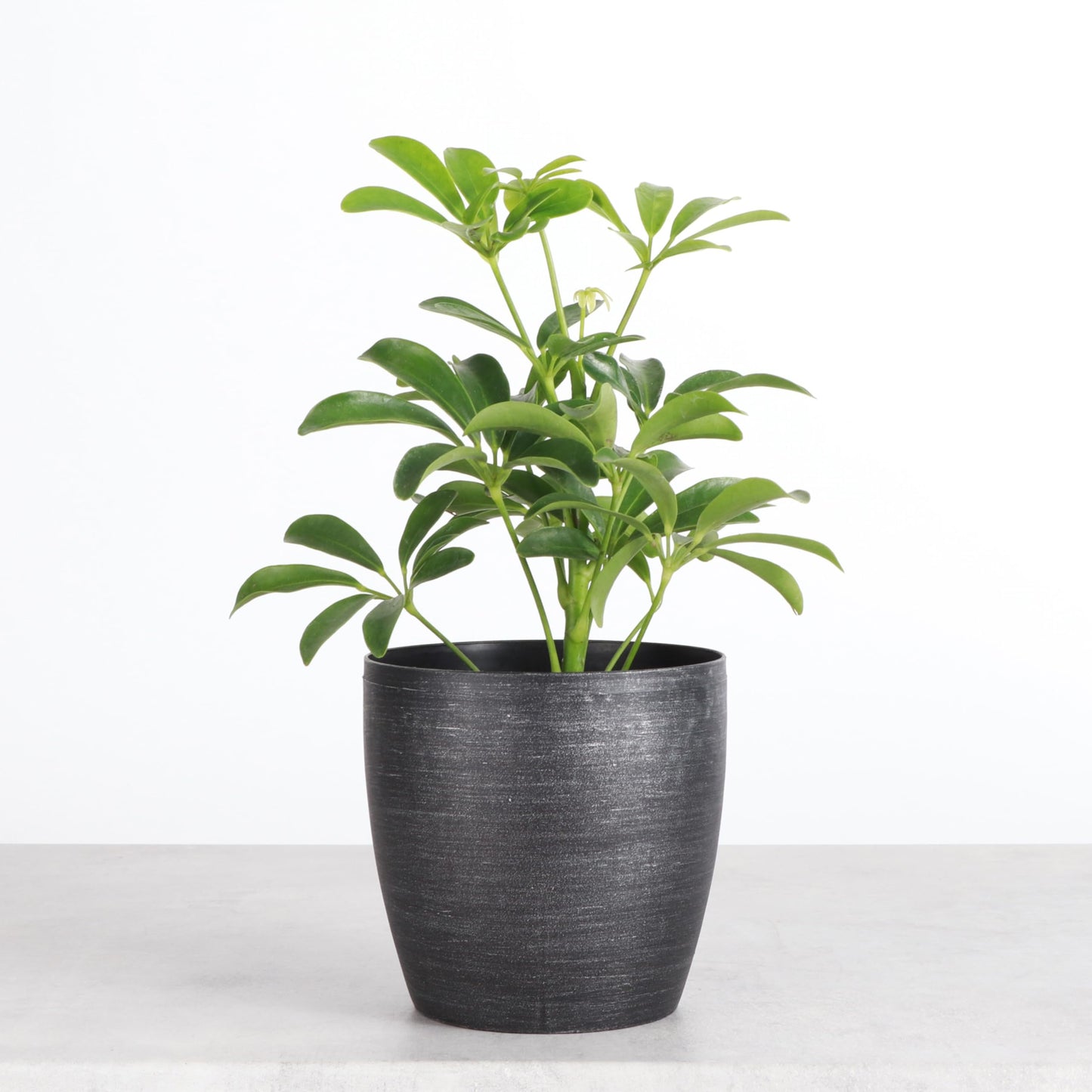 Thorsen's Greenhouse Live Arboricola Umbrella Tree Plant, Schefflera Arboricola, Natural Air Purifier, Easy to Grow, Live Indoor Houseplant, 4-inch Diameter (Brushed Silver)