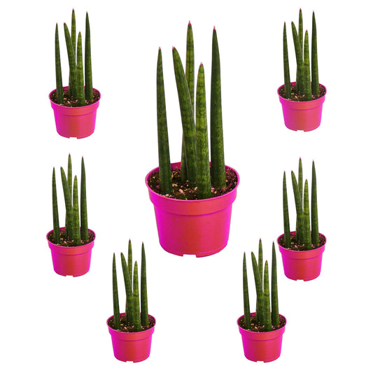 7 Pack Snake Plant Cylindrica in 4in Pot - Live Plants Tropical Houseplants | Variegated | USA Growers | The Snobby Leaf