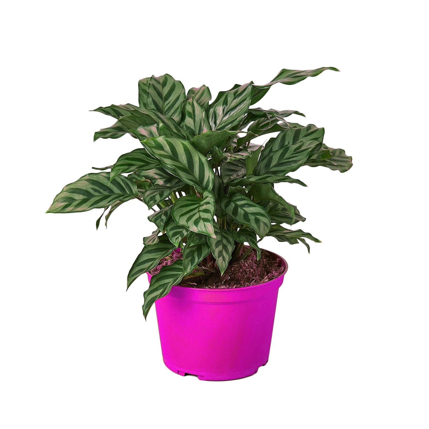 Calathea Concinna 'Freddie' in 6in Pot - Live Tropical Houseplant - Easy to Grow | Air Purifying | Pet Friendly | Variegated | USA Growers | The Snobby Leaf