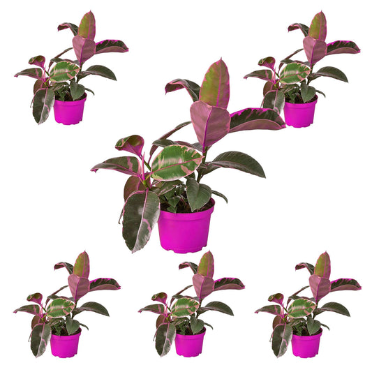 6 Pack Ficus Elastica 'Ruby Pink' in 4in Pot - Live Plants Tropical Houseplants | Variegated | USA Growers | The Snobby Leaf