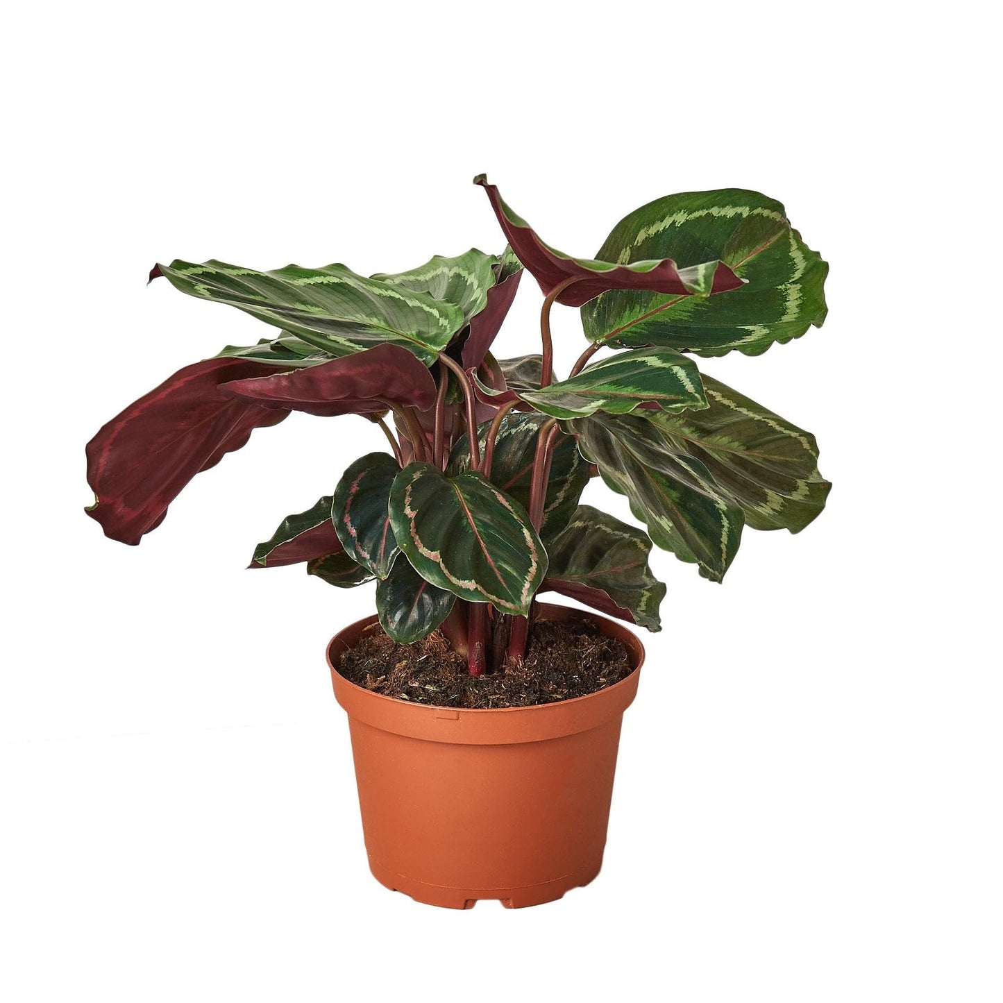 10 Pack Calathea Roseopicta 'Medallion' in 4in Pot - Live Plants Tropical Houseplants | Variegated | USA Growers | The Snobby Leaf