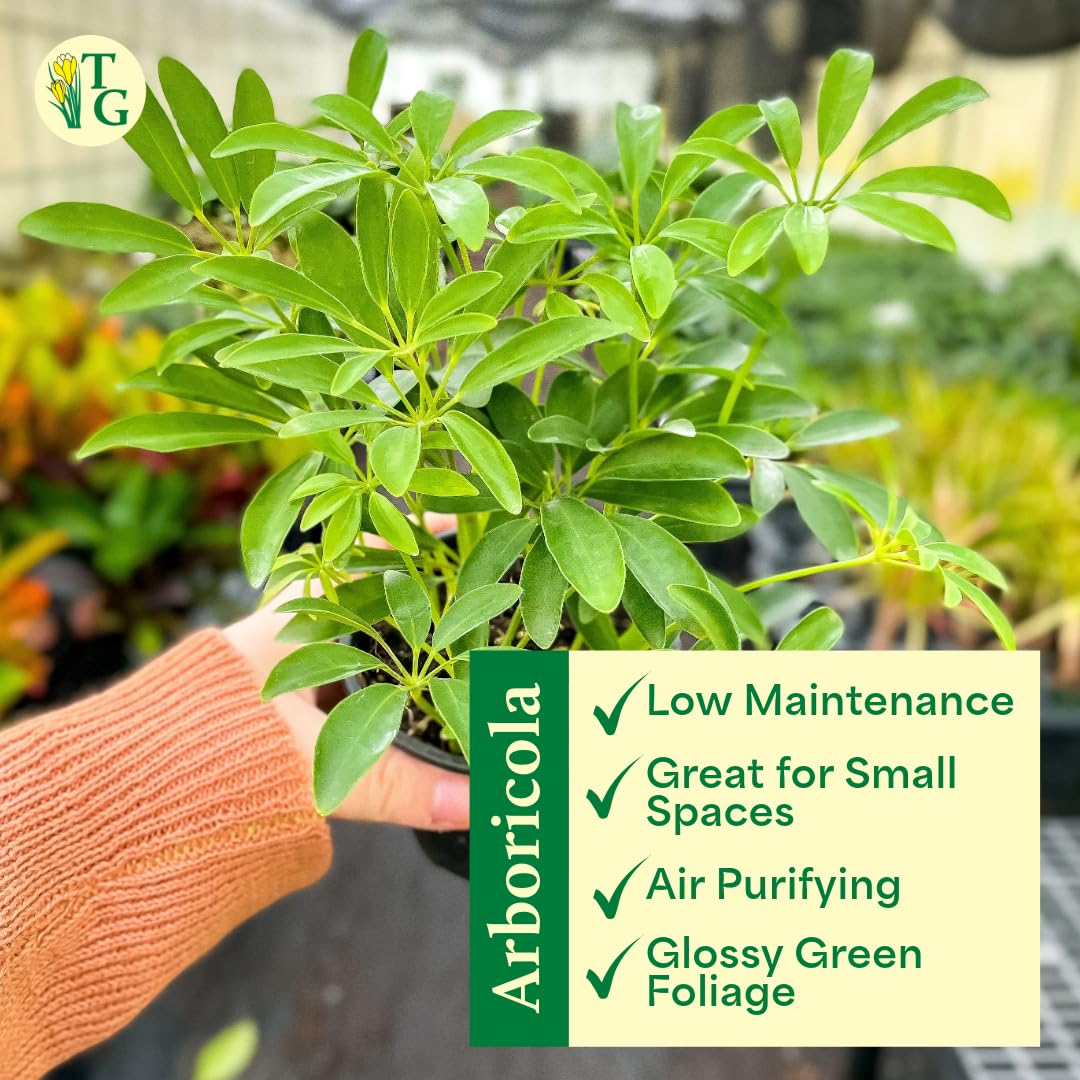 Thorsen's Greenhouse Live Arboricola Umbrella Tree Plant, Schefflera Arboricola, Natural Air Purifier, Easy to Grow, Live Indoor Houseplant, 6-inch Diameter (Chocolate (6" Pot))