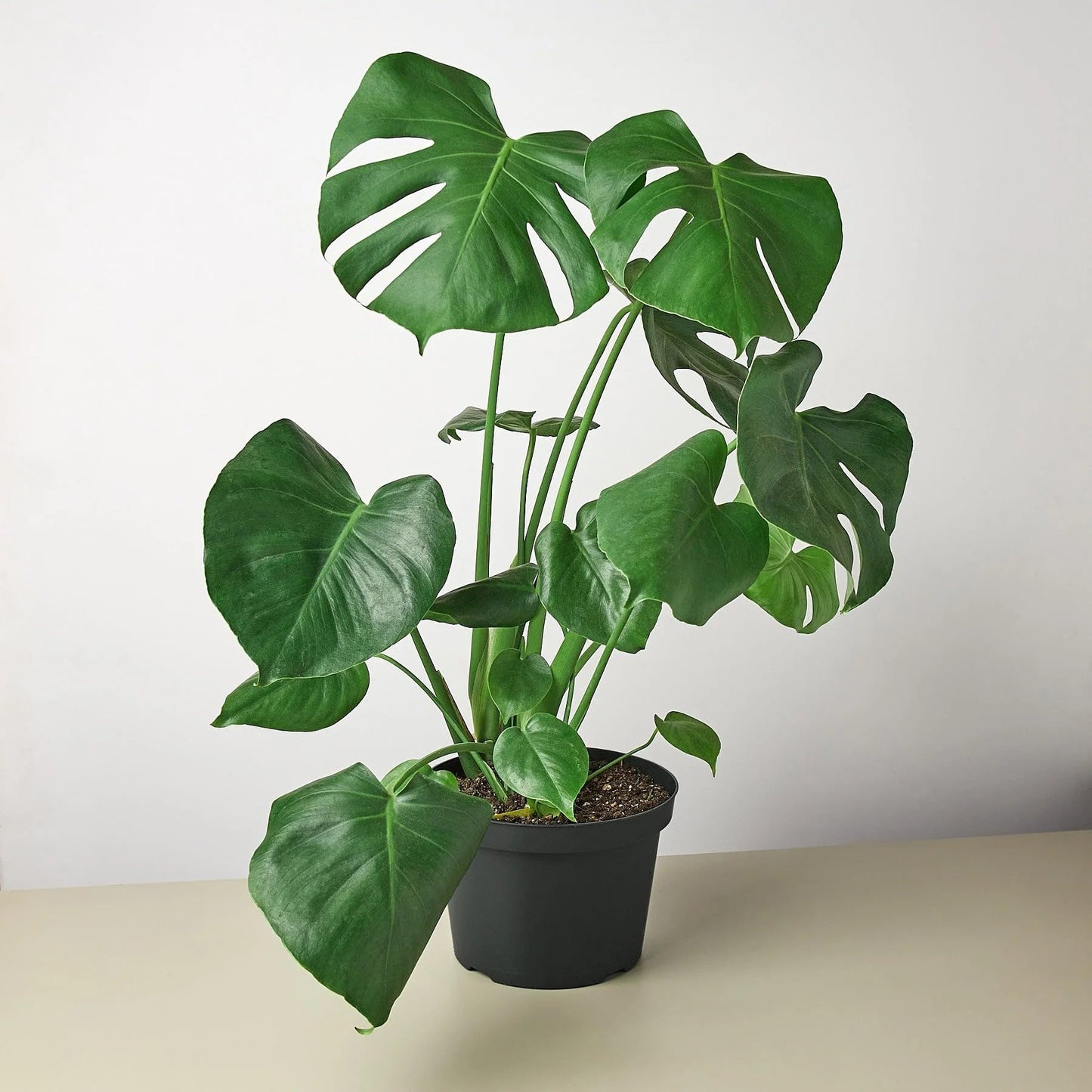 4 Pack Philodendron Monstera Split-Leaf in 4in Pot - Live Plants Tropical Houseplants | Variegated | USA Growers | The Snobby Leaf