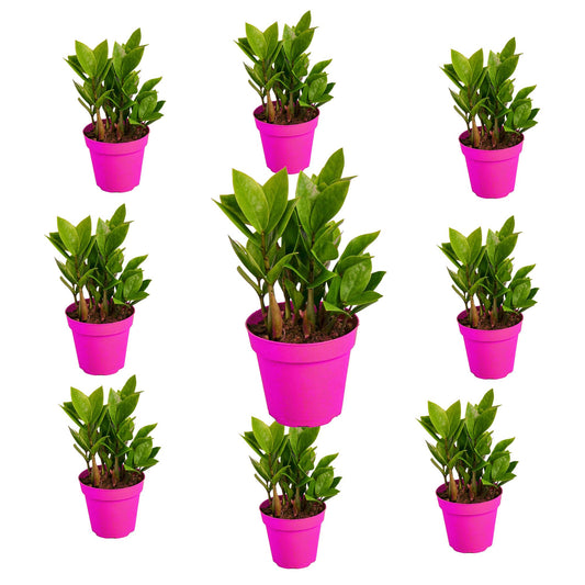 9 Pack Zamioculcas Zamiifolia ZZ in 4in Pot - Live Plants Tropical Houseplants | Variegated | USA Growers | The Snobby Leaf
