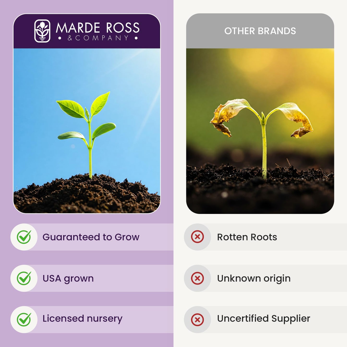 Peony Bare Root with 3-5 Eyes – Felix Supreme Peonies for Outdoor Planting – A Better Alternative to Bulbs and Seeds