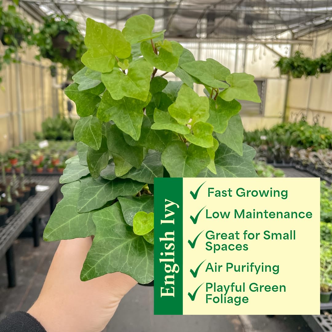 Thorsen's Greenhouse Live Green English Ivy Plant, Hedera Helix, Natural Air Purifier, Easy to Grow, Live Indoor Houseplant, 4" Diameter Pot (Black - Hanging)