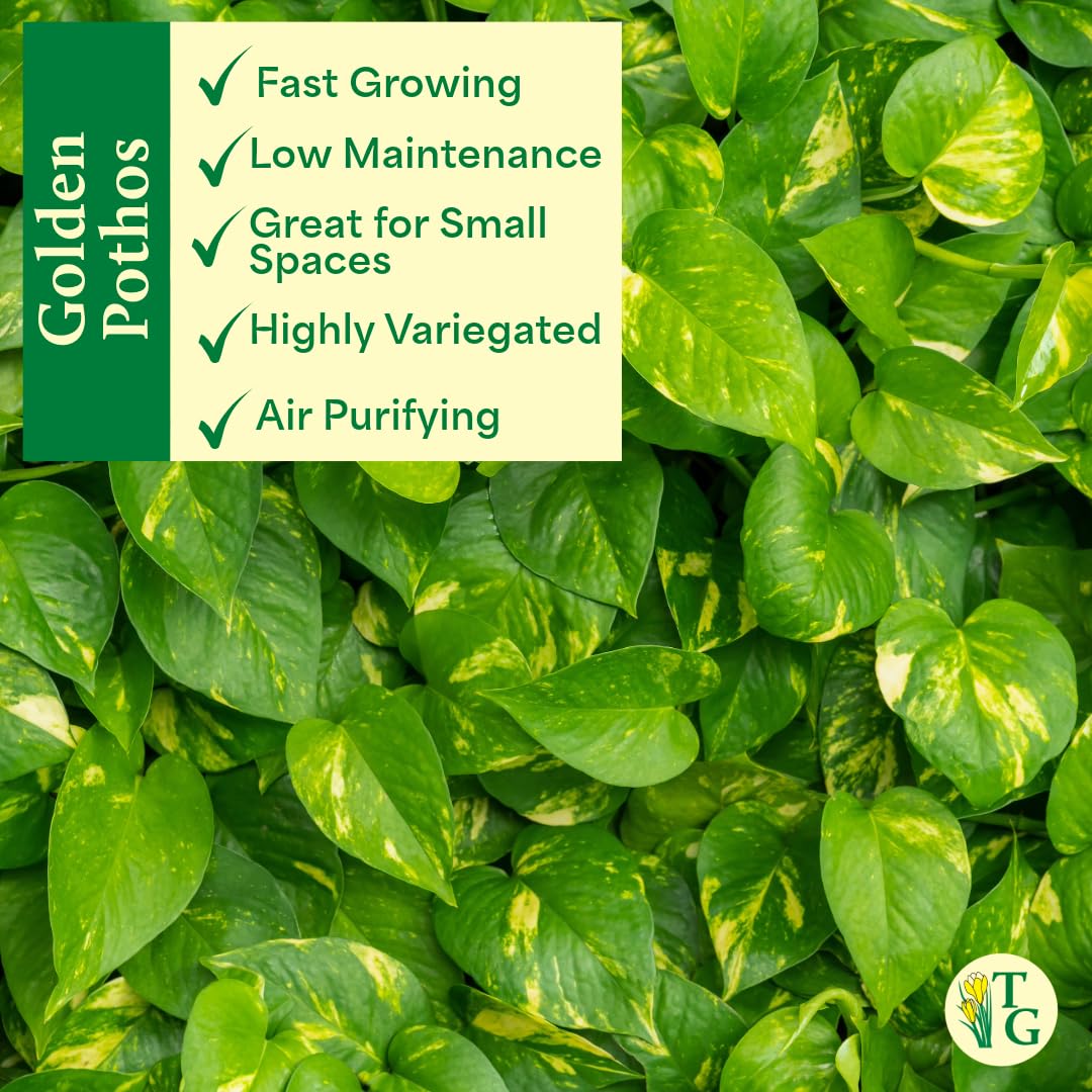 Thorsen's Greenhouse Golden Pothos, Live Indoor Vining Plant, Easy to Grow, Variegated Houseplant, Natural Air Purifier (White, 4-inch Pot)