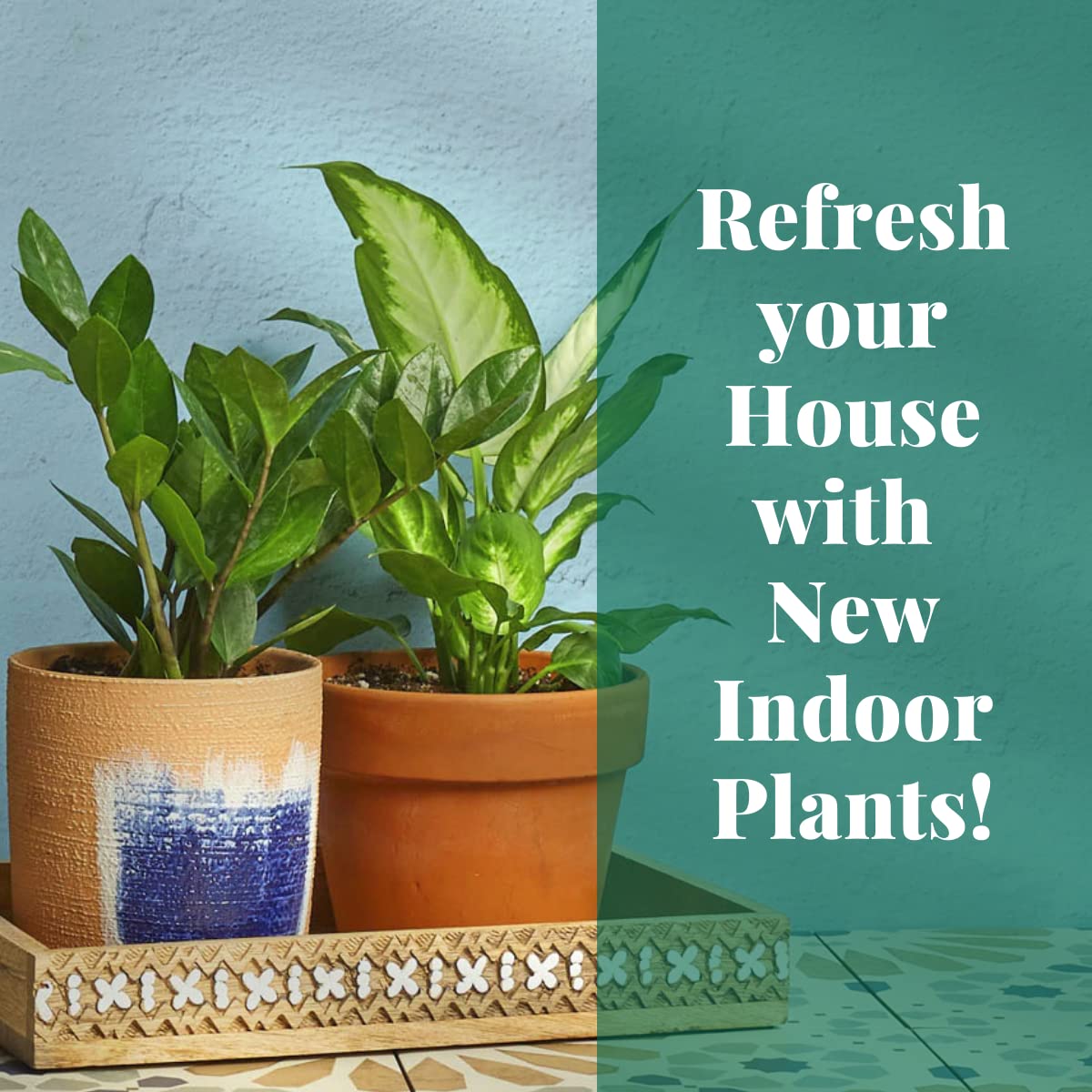 House Plant Shop | Zamioculcas Zamiifolia 'ZZ Plant' - 3" Pot | Live Indoor Plant | Free Care Guide