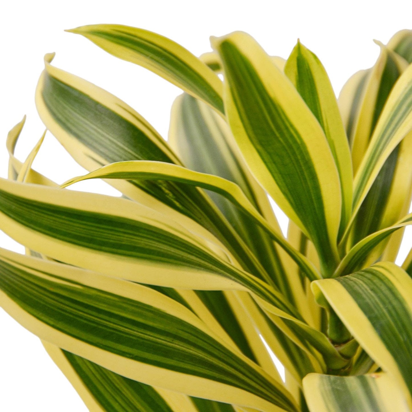 5 Pack Dracaena 'Song of India' in 4in Pot - Live Plants Tropical Houseplants | Variegated | USA Growers | The Snobby Leaf