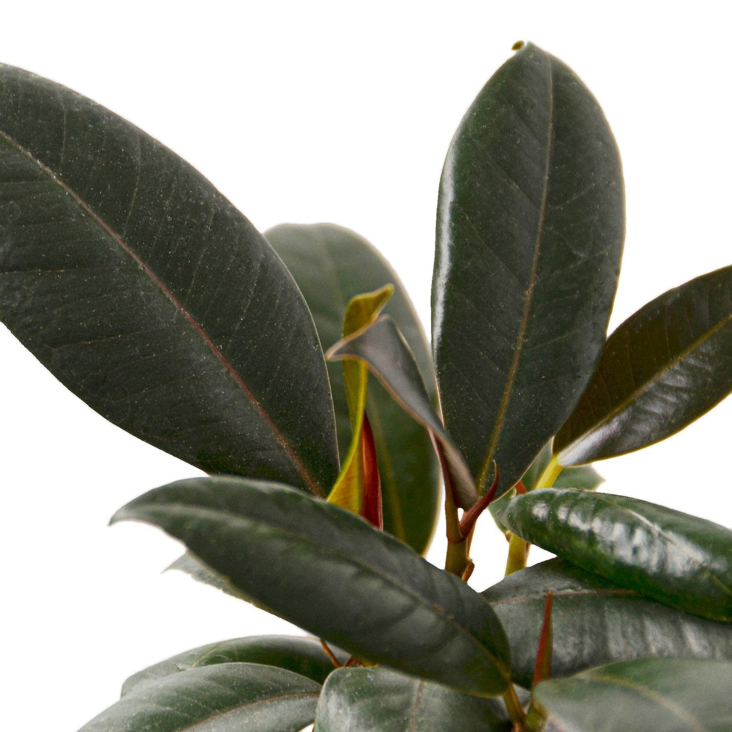 9 Pack Ficus Elastica 'Burgundy' in 4in Pot - Live Plants Tropical Houseplants | Variegated | USA Growers | The Snobby Leaf