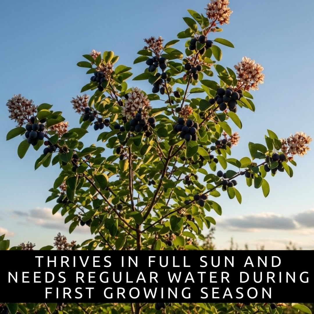2 Downy Serviceberry Bush Plants for Growing - (Amelanchier arborea) Juneberry Bushes (2 Seedlings) - Hardy Edible Berry Shrubs for Backyard Gardens, Pollinator-Friendly, White Flowers