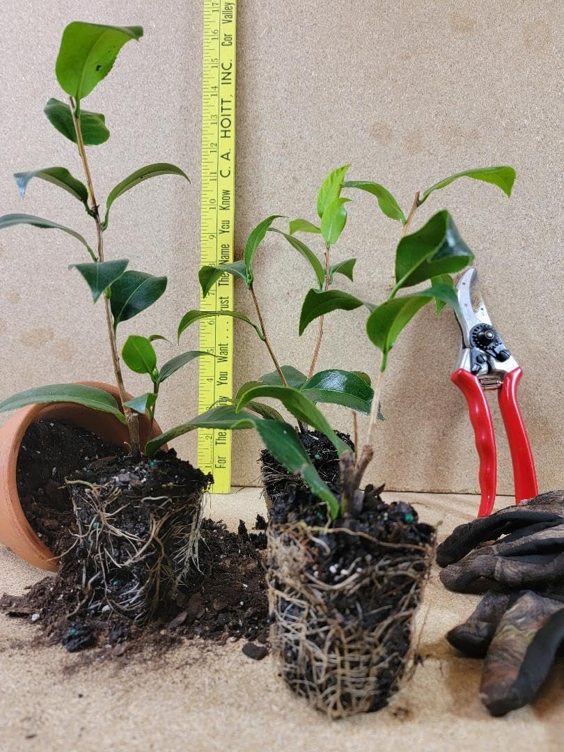 Live Plant - Daikagura Camellia Japonica - Starter Plant