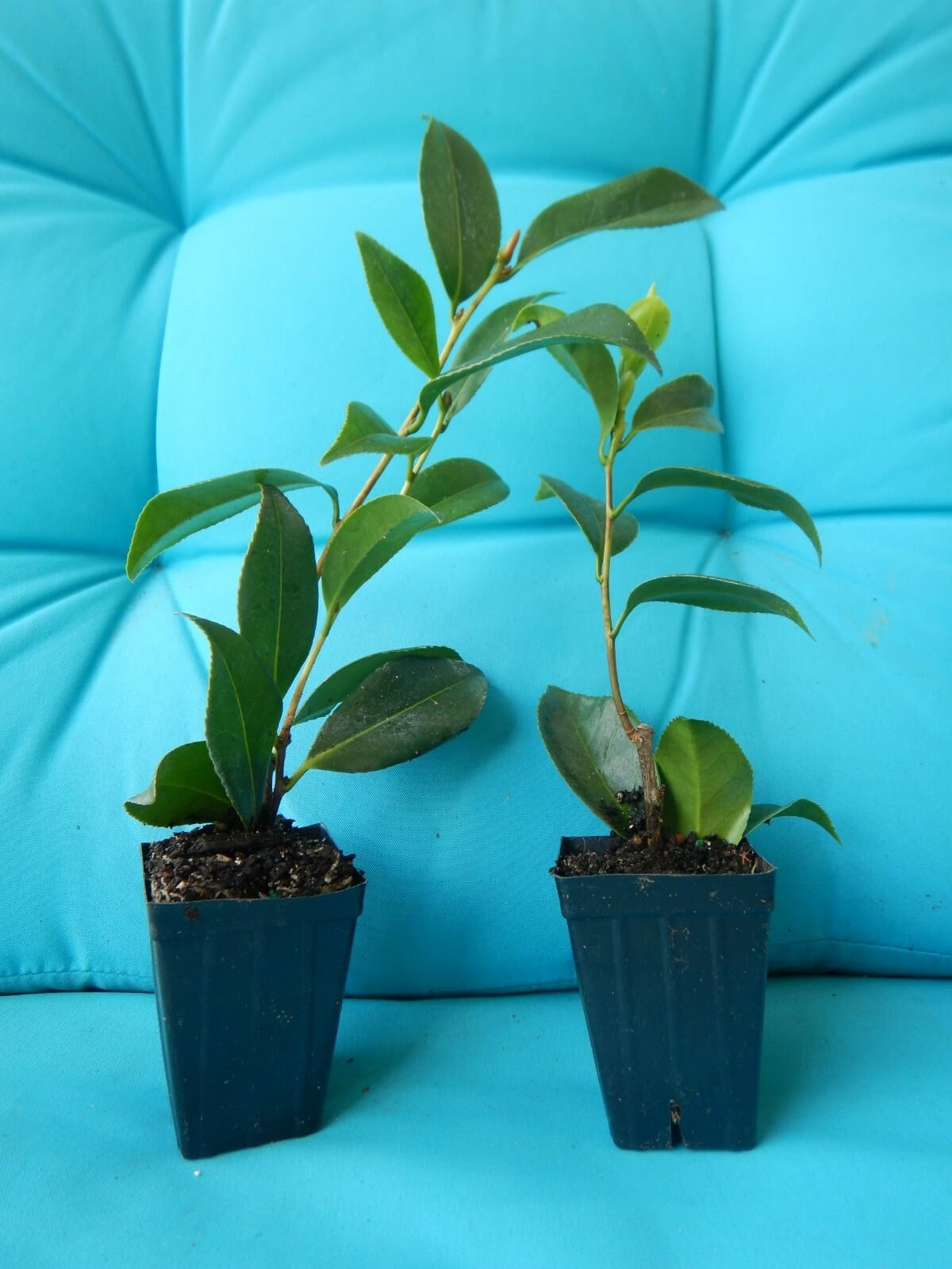 Live Plant - Nuccio'S Gemcamellia Japonica-Live Starter Plant