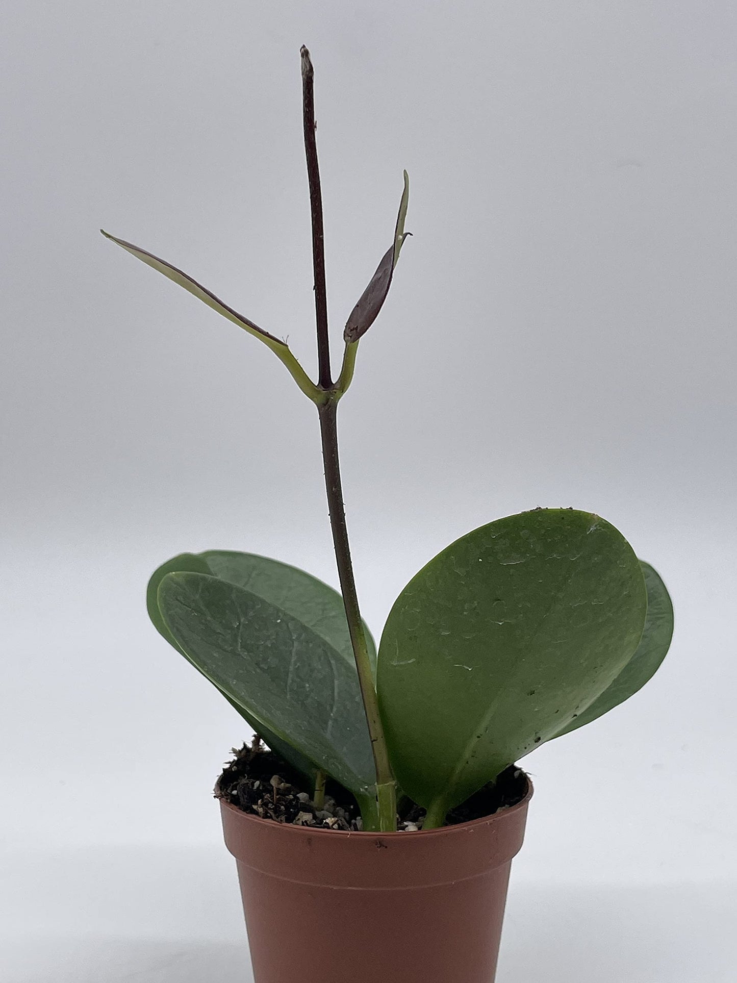 BubbleBlooms Hoya Australis in a 2 inch Pot, Live Rooted Potted Tiny Mini Pixie Plant