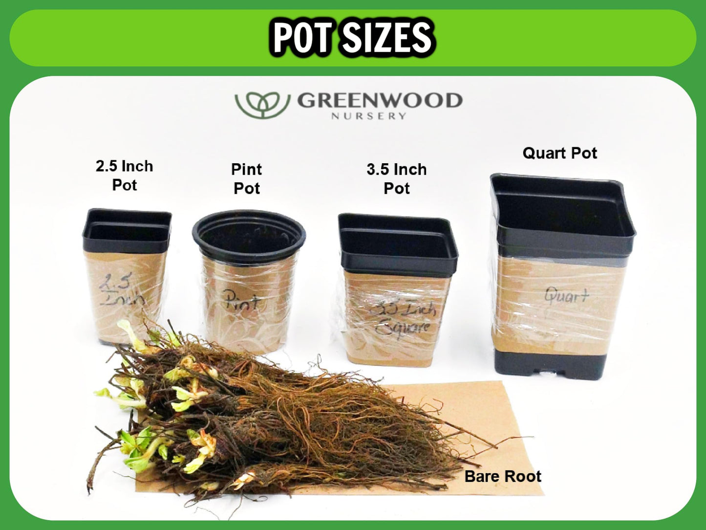 Greenwood Nursery: Live Trees - Nellie R. Stevens Holly Tree + Ilex X - [Qty: 1x 2.5 Pot] - (Click for Other Available Plants/Quantities)