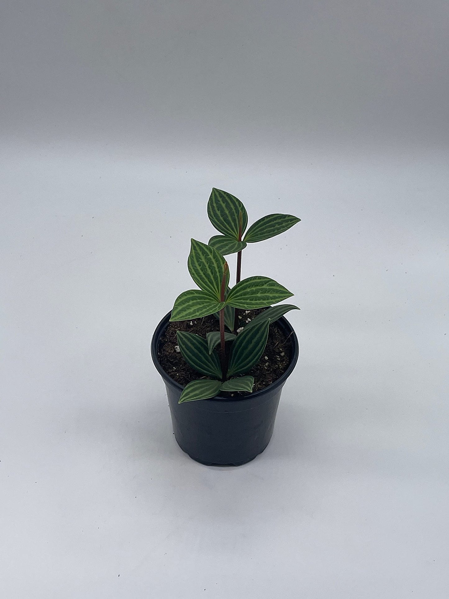 BubbleBlooms Peperomia Puteolata in a 4 inch Pot Stilt Parallel Peperomia